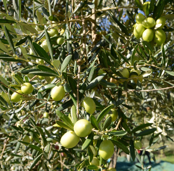 Olive tree