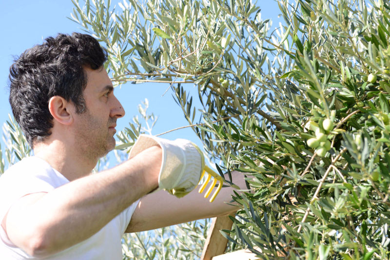 Filippo harvesting